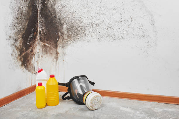 Best Industrial Mold Remediation in Crystal Falls, MI