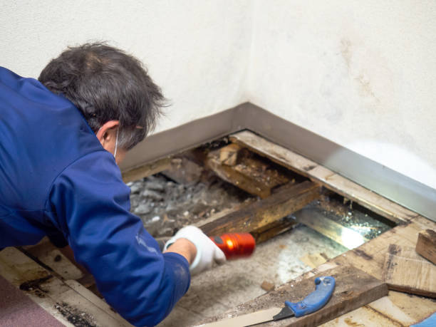 Best Post-Flood Mold Remediation in Crystal Falls, MI
