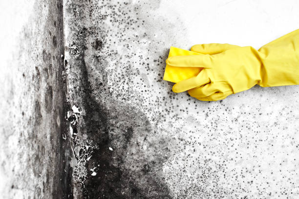 Best Commercial Mold Remediation in Crystal Falls, MI