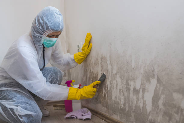 Best Localized Mold Remediation (e.g., coastal areas, humid climates) in Crystal Falls, MI