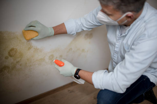 Best Residential Mold Remediation in Crystal Falls, MI