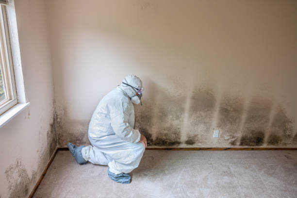Best Commercial Mold Remediation in Crystal Falls, MI