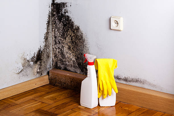 Best Preventive Mold Services in Crystal Falls, MI