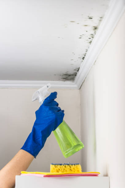 Best Post-Flood Mold Remediation in Crystal Falls, MI