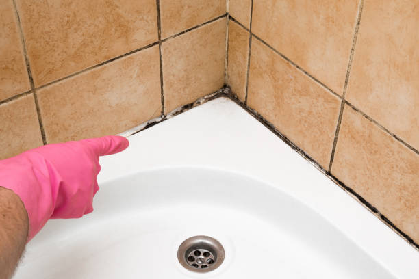 Best Attic Mold Remediation in Crystal Falls, MI